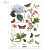 łąka, zioła, ziółka, rośliny, motyl, motyle, hortensja, malwa, arnika, kupalnik, kwiat, kwiaty*meadow, plants, butterfly, butterflies, hydrangea, mallow, arnica, merchant, flower, flowers